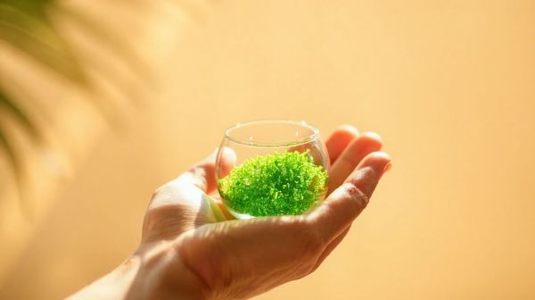 Boostez votre fertilité grâce au pollen de palmier