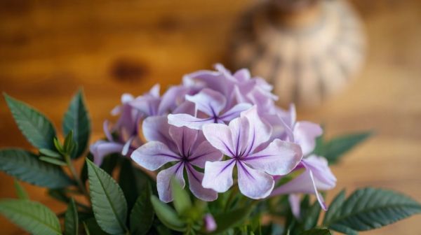 Top 5 avantages des fleurs de cbd pour améliorer votre bien-être